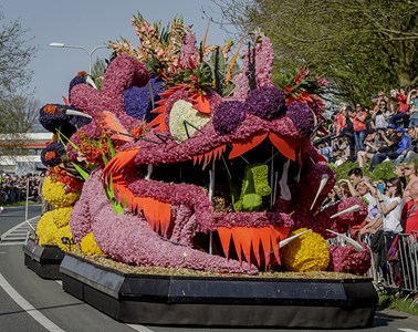 Tulpenblüte Holland/Keukenhof und Blumenkorso