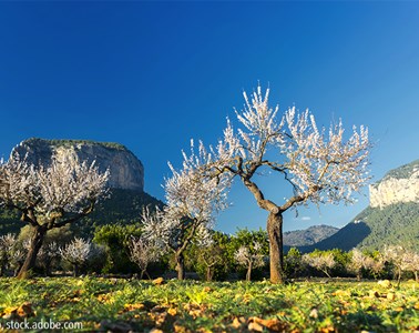 Mallorca in der Mandelblüte (Flugreise)