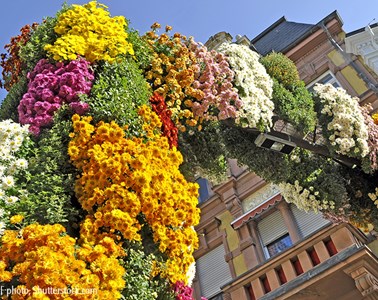 Bunter Chrysanthemenzauber in Lahr